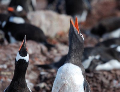 Gentoo Penguins, Cuverville Island