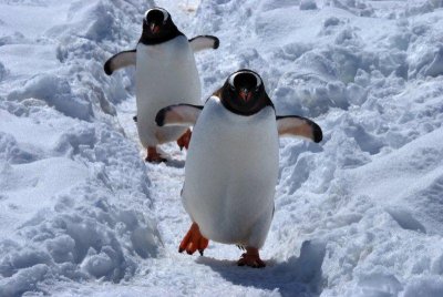 Penguin highways are for penguins only. Cuverville Island