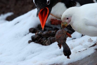 Ex penguin chick. Port Lockroy