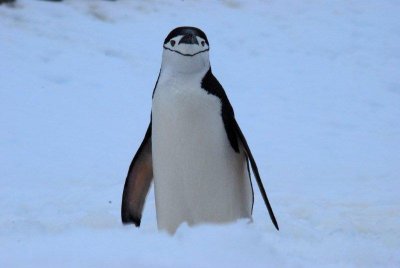 Chinstrap  Penguin