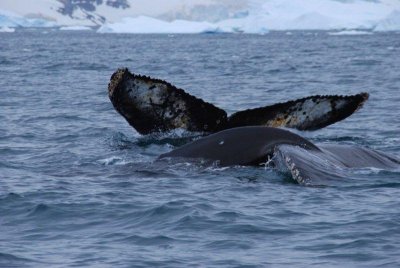 Humpbacks come in pairs