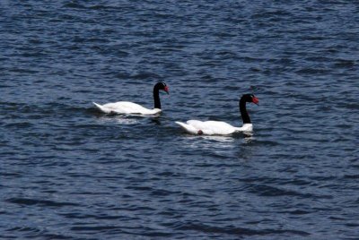 Black-necked Swans Puerto Natales