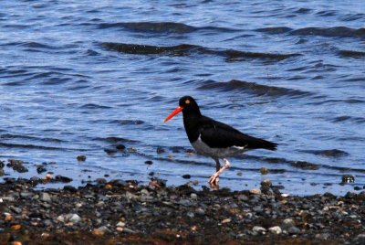 Magellanic Oystercatcher. Puerto Natales