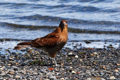 Chimango Caracara - Puerto Natales