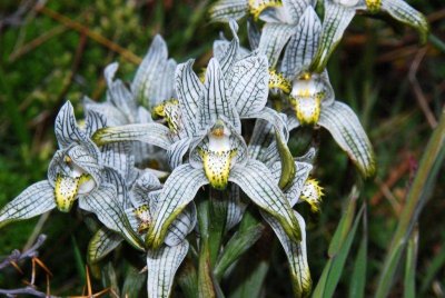Patagonian Orchids