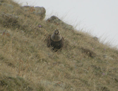 Himalayasnhna