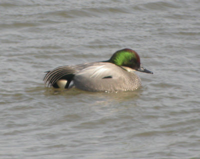 Praktand ♂