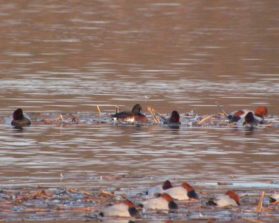 Amurdykand / Baers Pochard