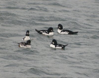 Islandsknipa ♂