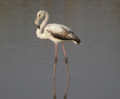 Strre flamingo, ung