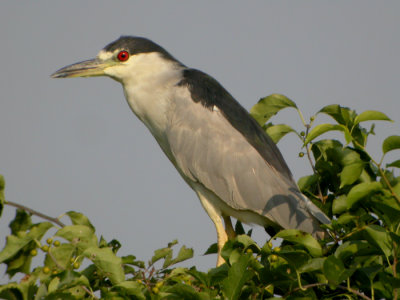 Natthger / Night Heron