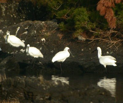 Koreaskedstork