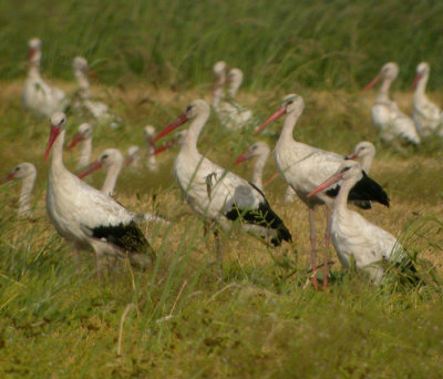 Vit stork / White Stork