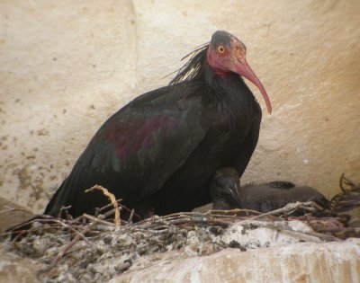 Eremitibis, Turkiet