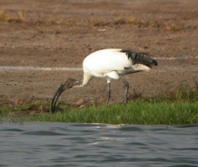 Helig ibis / Sacred Ibis