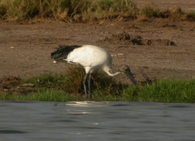 Helig ibis, 1K