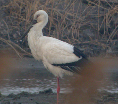 Amurstork / Oriental Stork