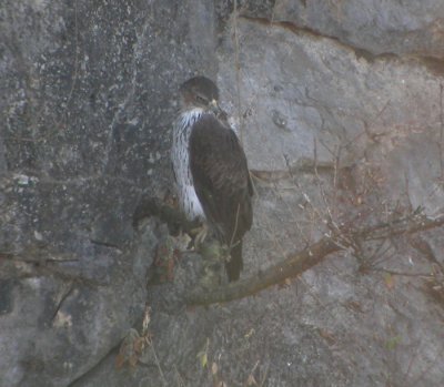 Hökörn, adult