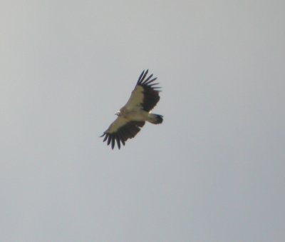 Sngam / Himalayan Griffon Vulture