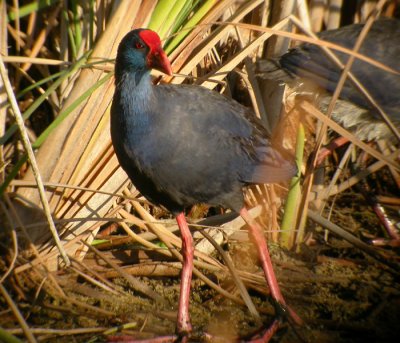 Purpurhna / Purple Gallinule