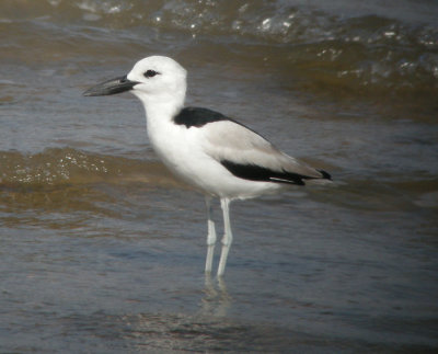 Hgerpipare, adult