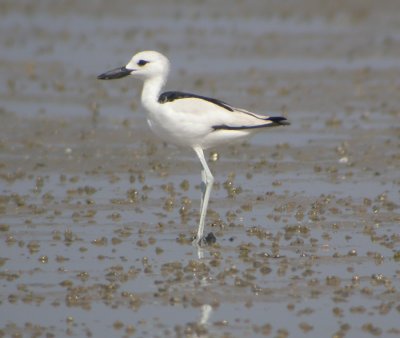 Hgerpipare, adult