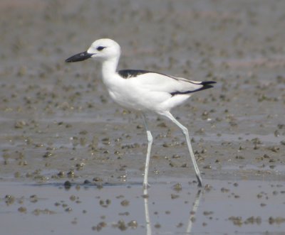 Hgerpipare, adult
