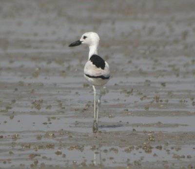 Hgerpipare, adult