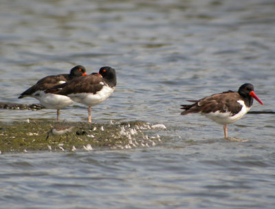 Amerikansk strandskata / American Oystercatcher