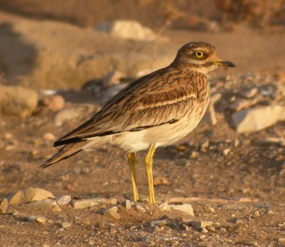 Tjockfot / Stone Curlew