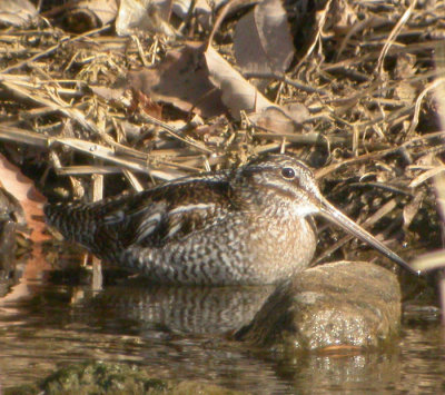 Bergbeckasin / Solitary Snipe