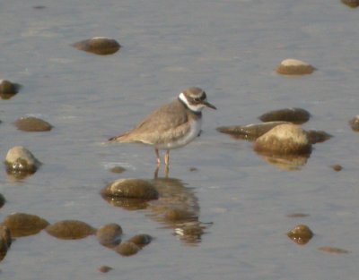 Flodstrandpipare