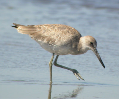 Willetsnppa / Willet