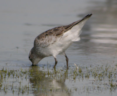 Vitgumpsnppa, adult