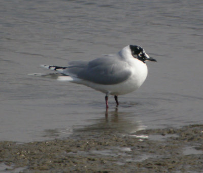 Mingmås, adult