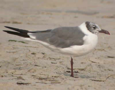 Sotvingad mås / Laughing Gull