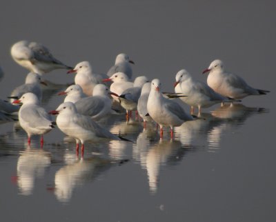 Lngnbbad ms / Slender-billed Gull