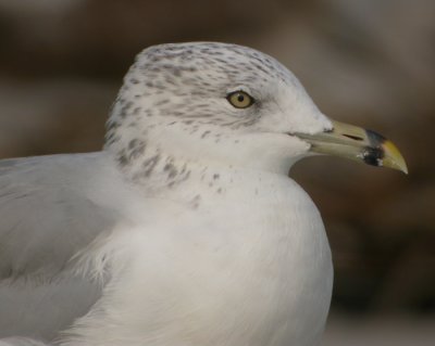 Ringnbbad ms / Ring-billed Gull