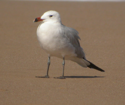 Rödnäbbad trut, adult