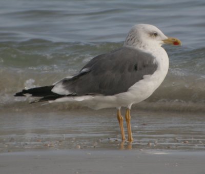 'Tundratrut' / Heuglins Gull (ssp heuglini)