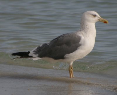 Heuglini, adult vinter