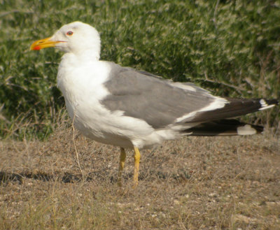 'Stpptrut' / Steppe Gull (ssp barabensis)