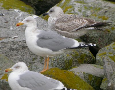 Grtrut / Herring Gulls (omissus-typ)