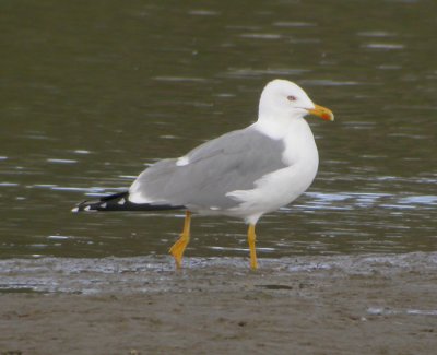 Medelhavstrut, adult vinter