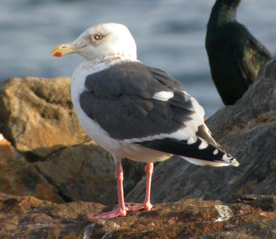Skiffertrut, adult vinter