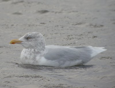 Vittrut, adult vinter