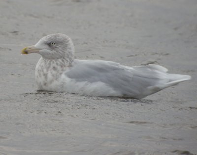 Vittrut, adult vinter