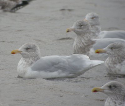 Vittrut, adult vinter