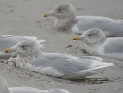 Vittrut, adult vinter