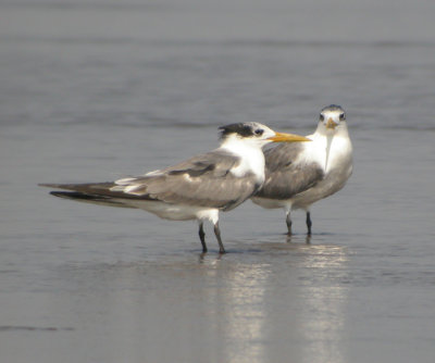 Tofstrna, adult vinter